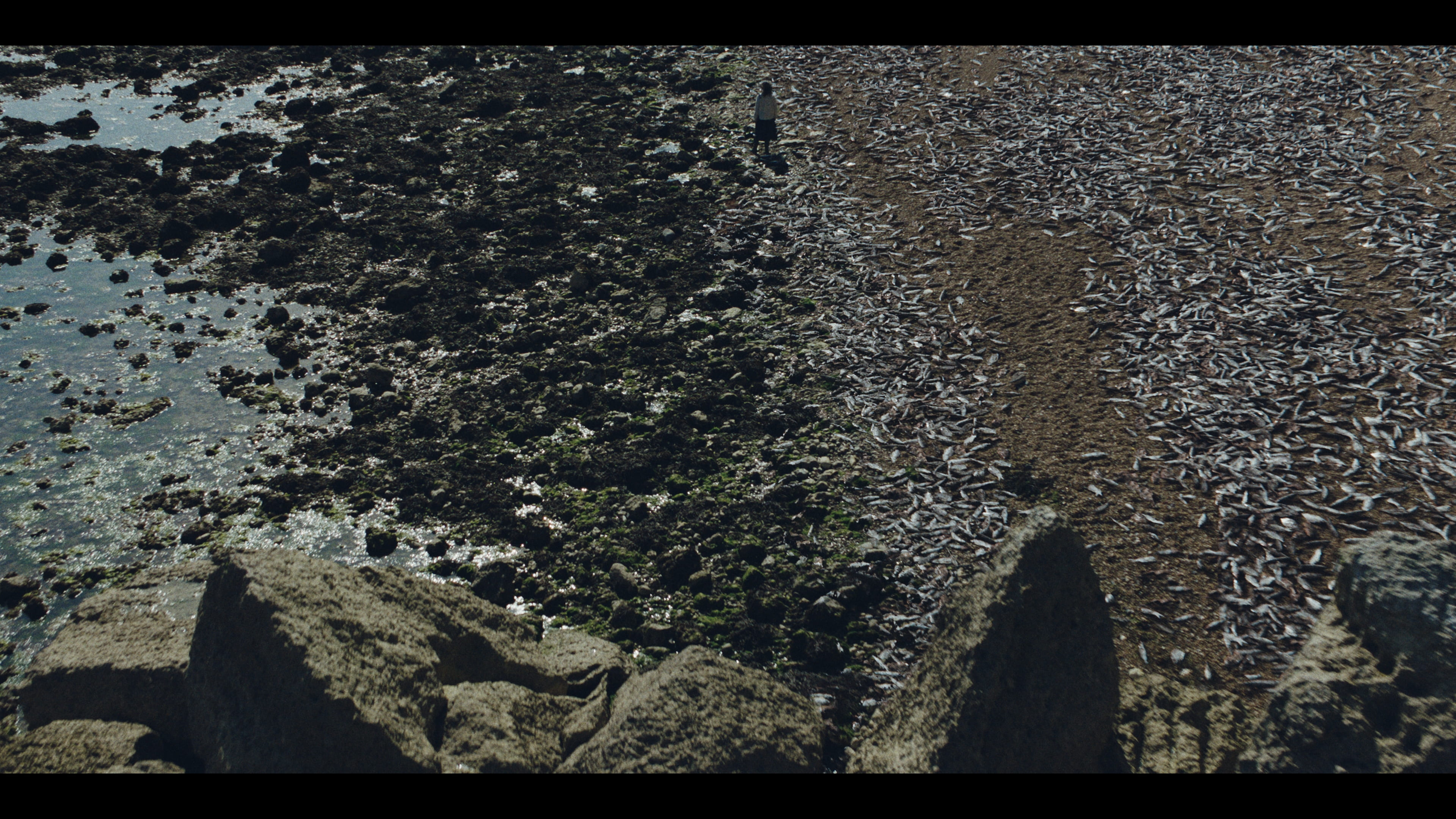 A grey shoreline scattered with dead fish and a lone figure in the distance.